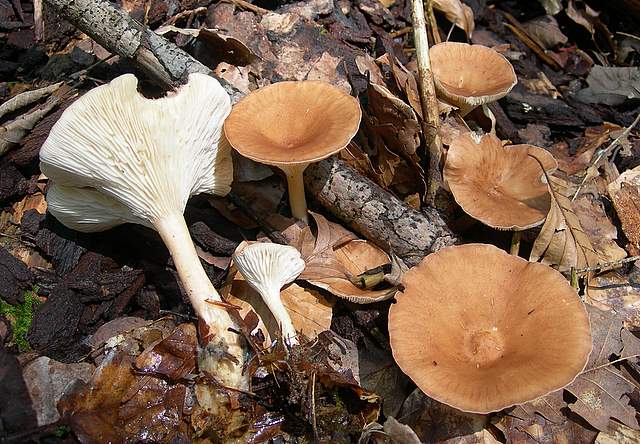 I  Funghi  della  faggeta  calcarea